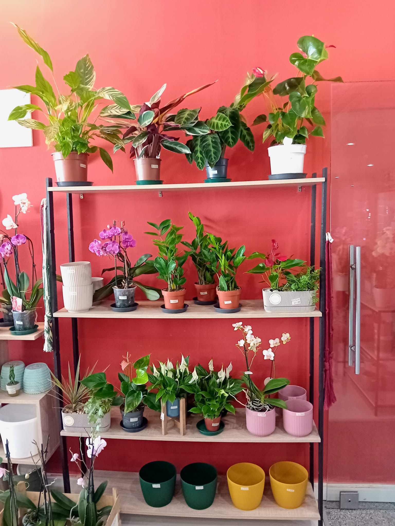 Oasis Pombal