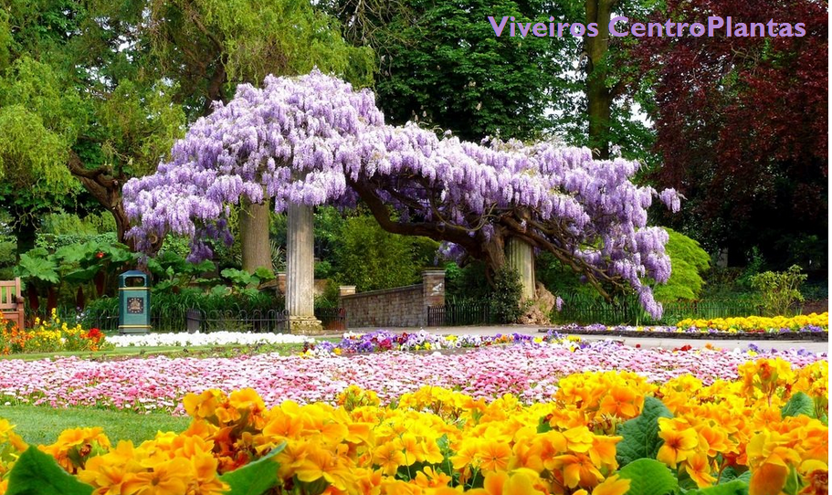 Viveiros CentroPlantas