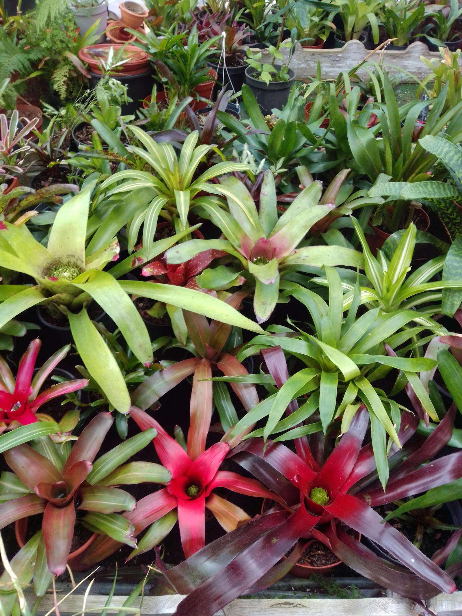 Viveiros CentroPlantas
