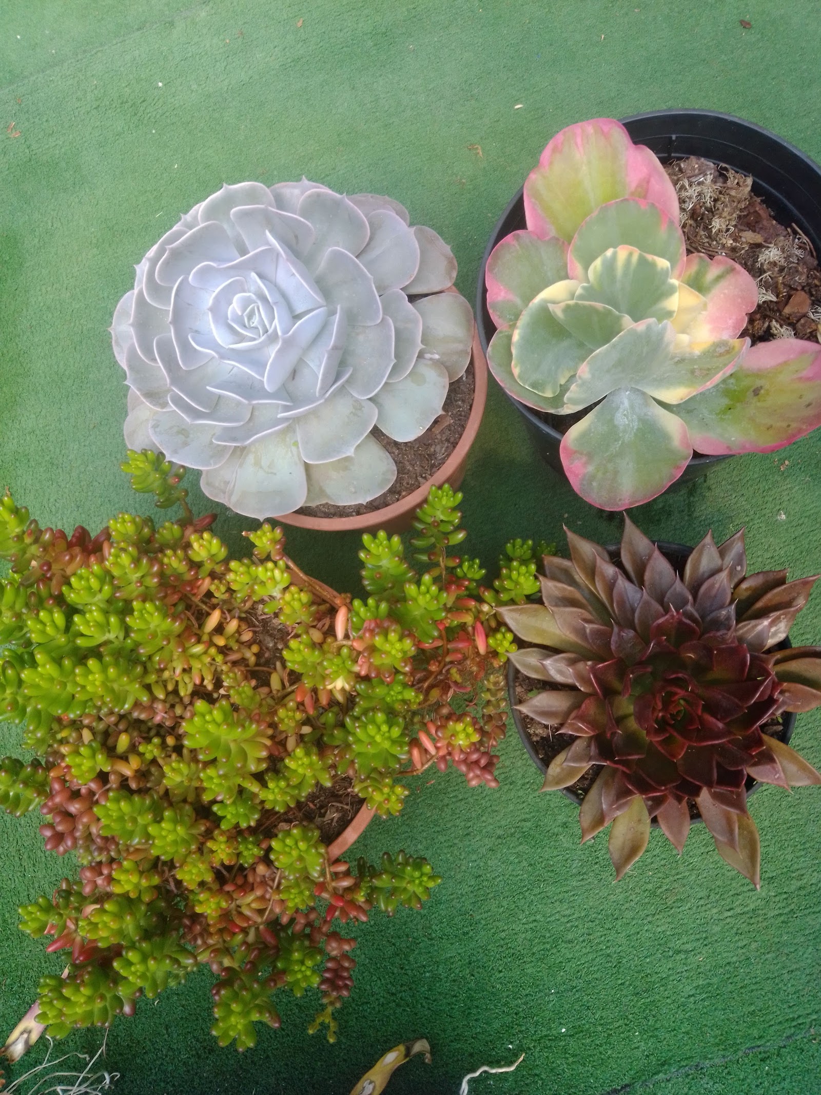 Viveiros CentroPlantas