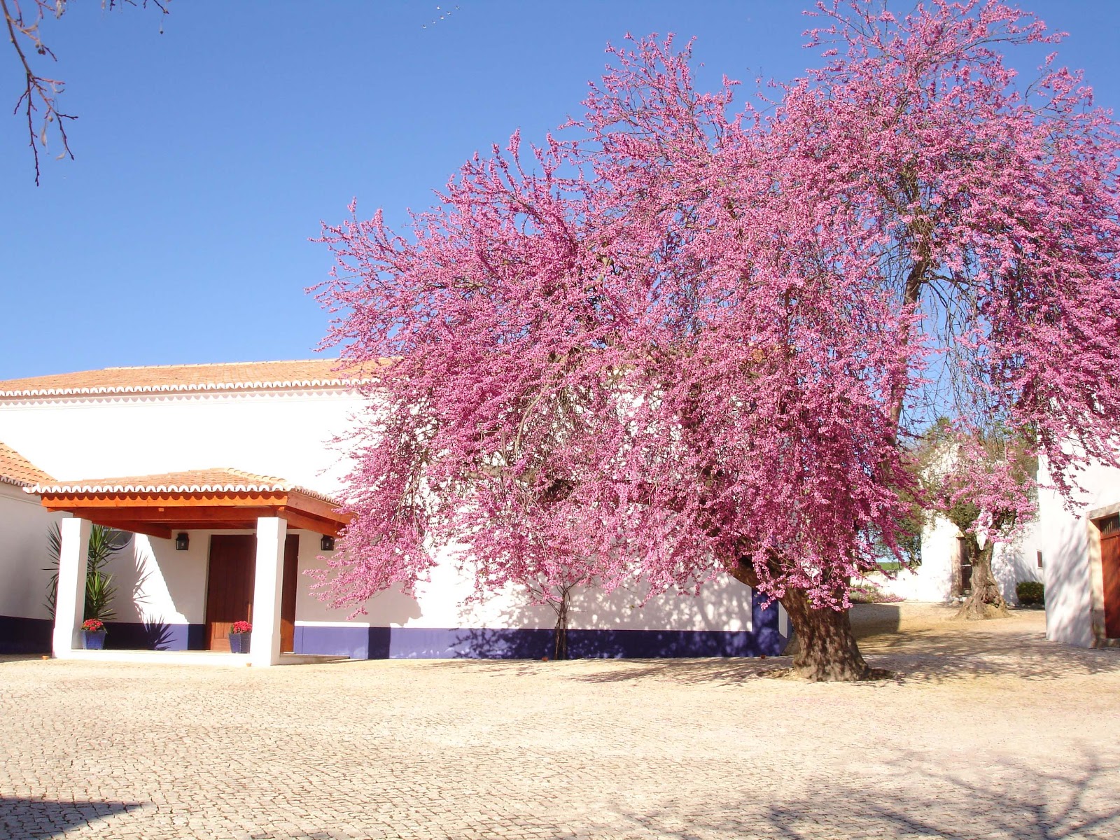 Quinta de São Martinho